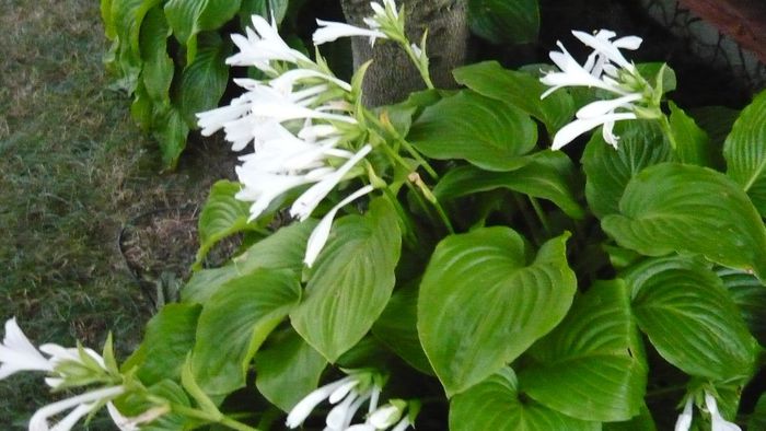 Picture 1008 - Flori de vara