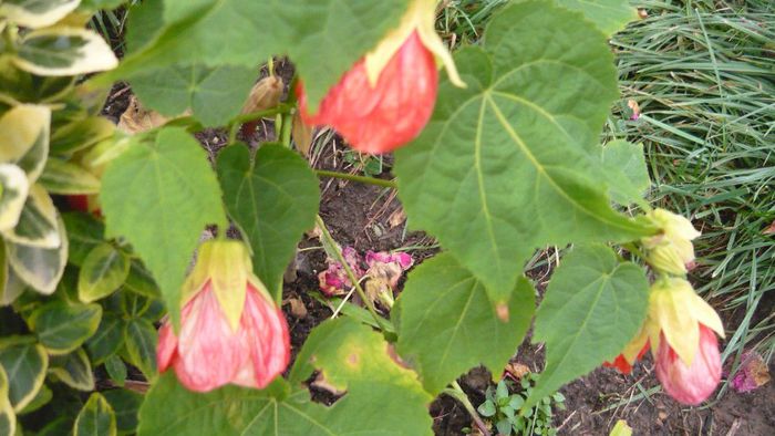 Picture 1031 - Flori de vara