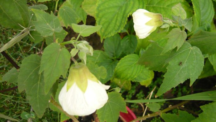 Picture 1035 - Flori de vara