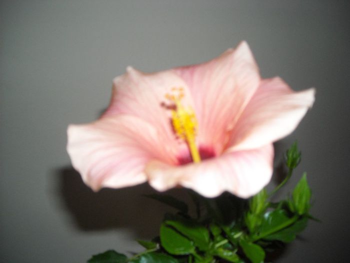 Cairo somon - Hibiscus 2013-2