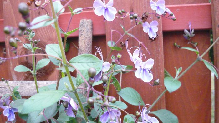 Picture 1036 - Flori de vara