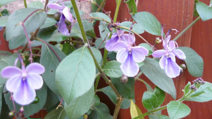 Picture 1037 - Flori de vara