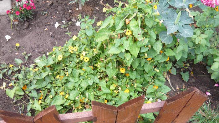 Picture 1039 - Flori de vara