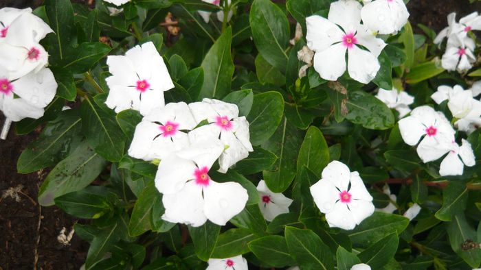 Picture 1041 - Flori de vara