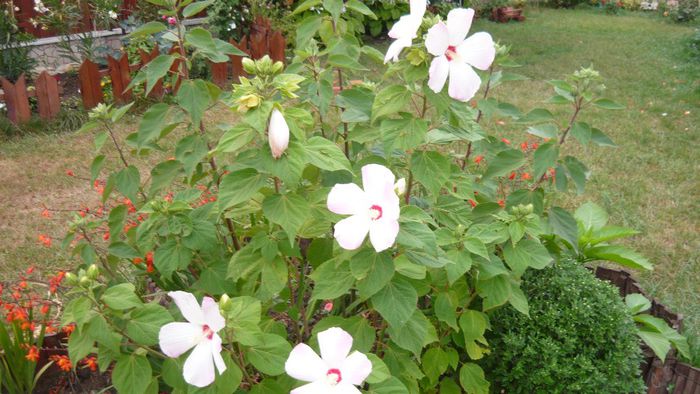 Picture 1043 - Flori de vara