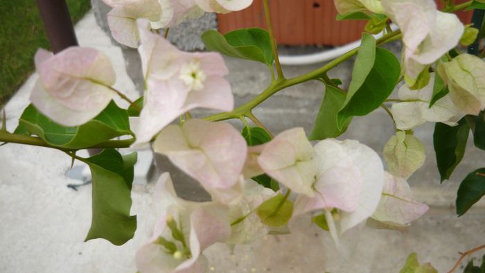 Picture 1061 - Flori de vara