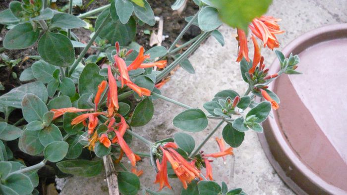 Picture 1020 - Flori de vara