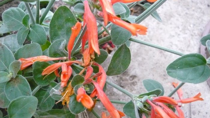 Picture 1021 - Flori de vara