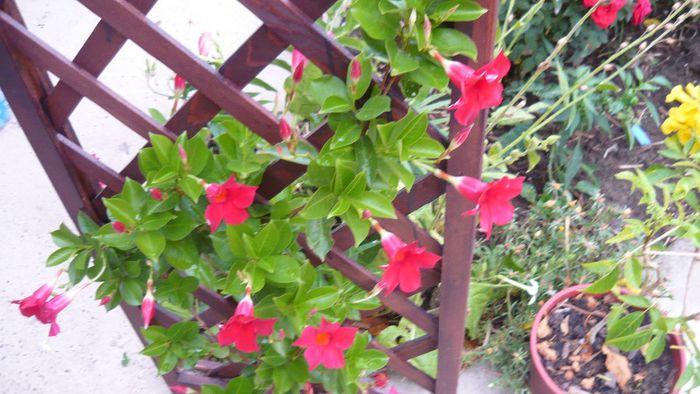 Picture 1023 - Flori de vara