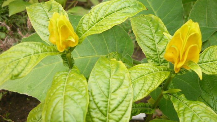 Picture 1028 - Flori de vara