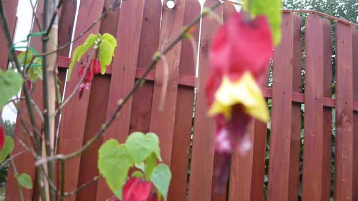 Picture 1030 - Flori de vara