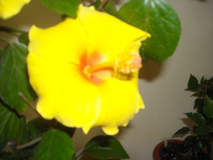 Athenacus - Hibiscus 2013-2