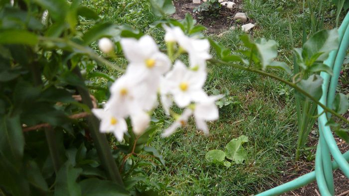 Picture 1075 - Flori de vara