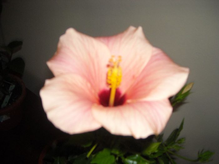 Cairo somon - Hibiscus 2013-2