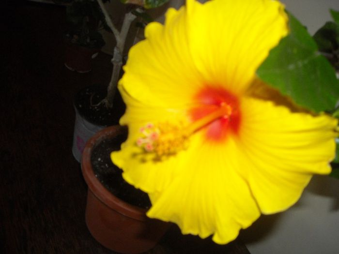 Athenacus - Hibiscus 2013-2