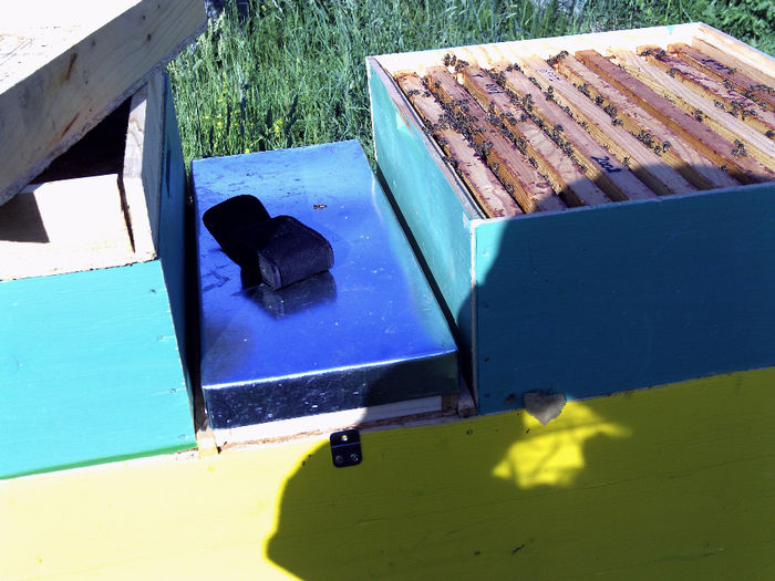 iulie 2013 003 - 2013-apicole