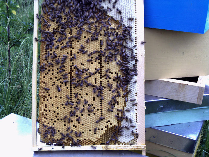 iulie 2013 005-rama de cuib.. - 2013-apicole
