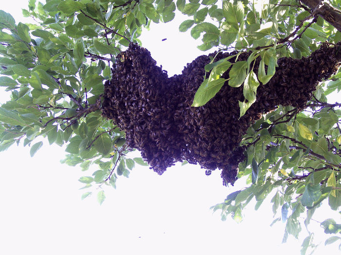 iulie 2013 015 - 2013-apicole