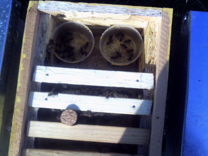 iulie 2013 017-nucleu de fecundare - 2013-apicole
