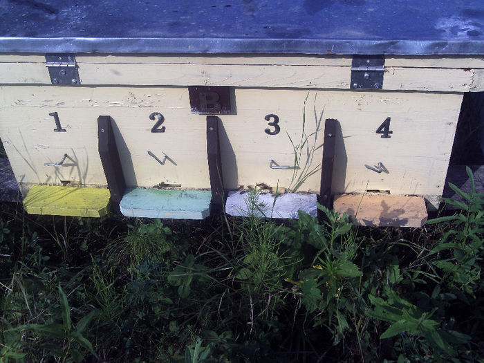 iulie 2013 019-stup cu patru nuclee, pentru dezvoltarea roiurilor artificiale - 2013-apicole