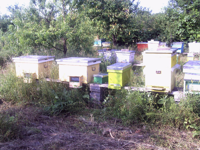 iulie 2013 020 - 2013-apicole