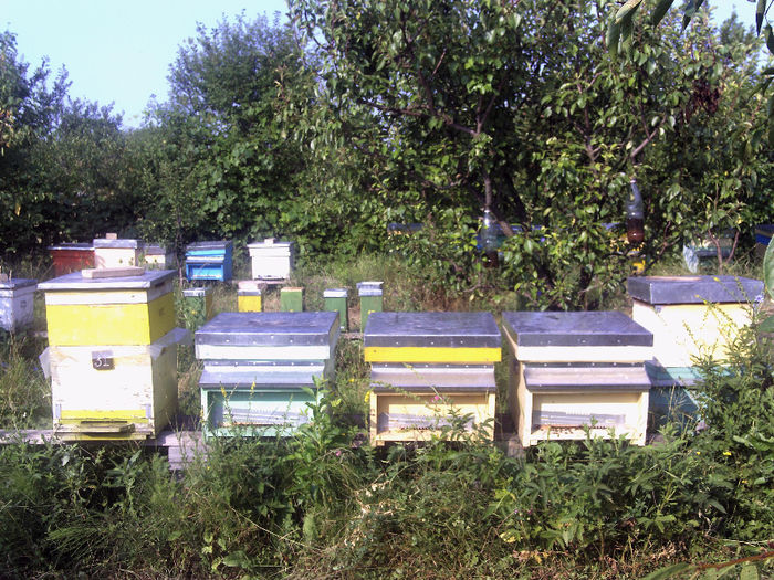 iulie 2013 021 - 2013-apicole