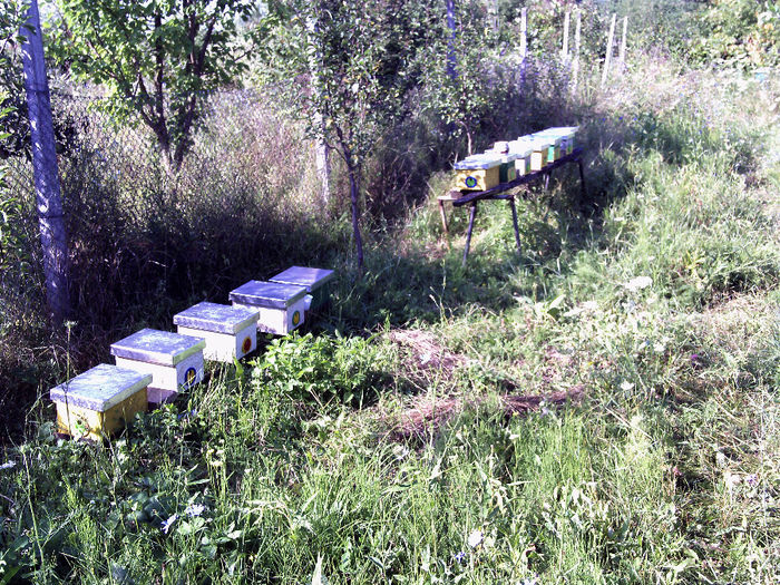 iulie 2013 047 - 2013-apicole