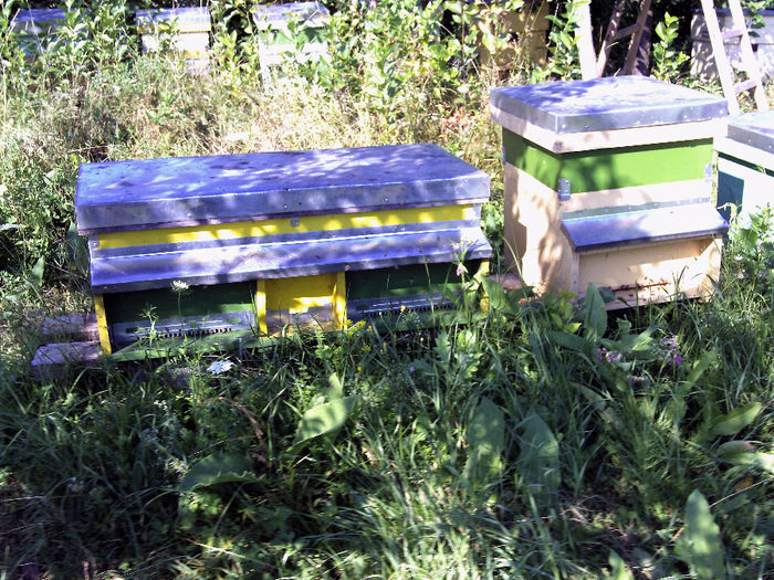 iulie 2013 049 - 2013-apicole