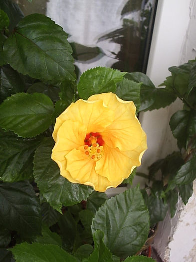 15.08.2013 - Hibiscus 2013