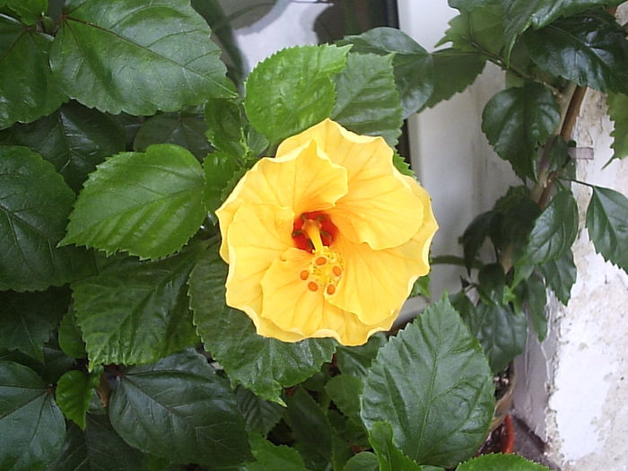 15.08.2013 - Hibiscus 2013