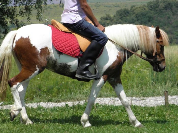 P6198070 - VANZARI PONEI 3