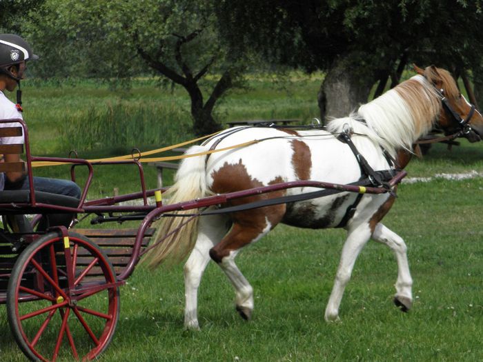 P6198206 - VANZARI PONEI 3