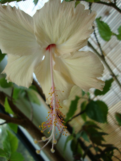 DSC07605 - Hibiscus 2013