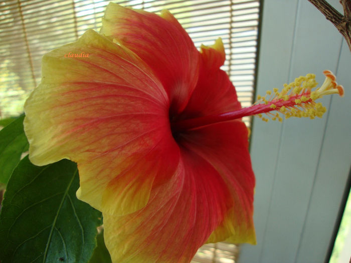 DSC07609 - Hibiscus 2013