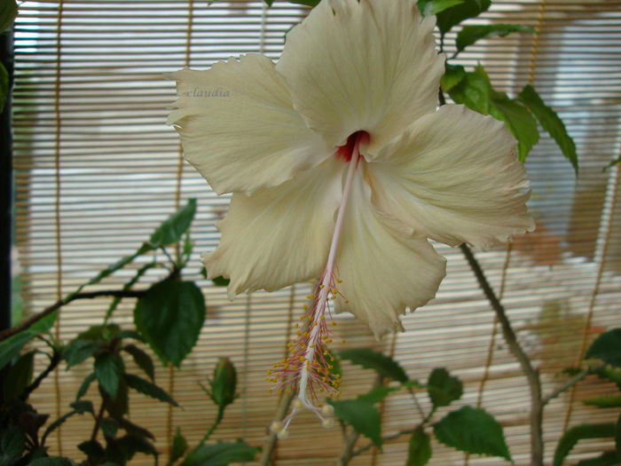 DSC07603 - Hibiscus 2013