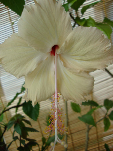 DSC07604 - Hibiscus 2013