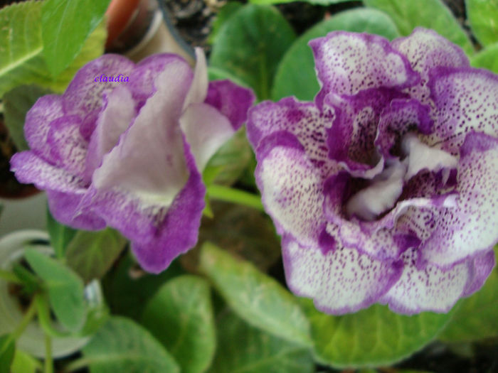 DSC07481 - Gloxinii 2013