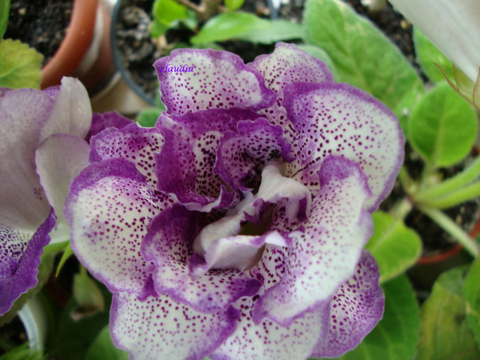 DSC07482 - Gloxinii 2013