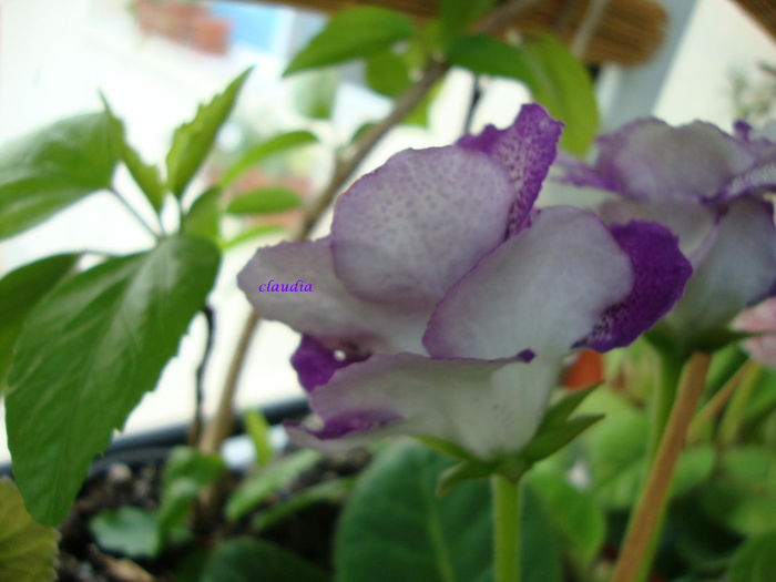 DSC07484 - Gloxinii 2013