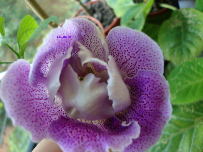 DSC07488 - Gloxinii 2013