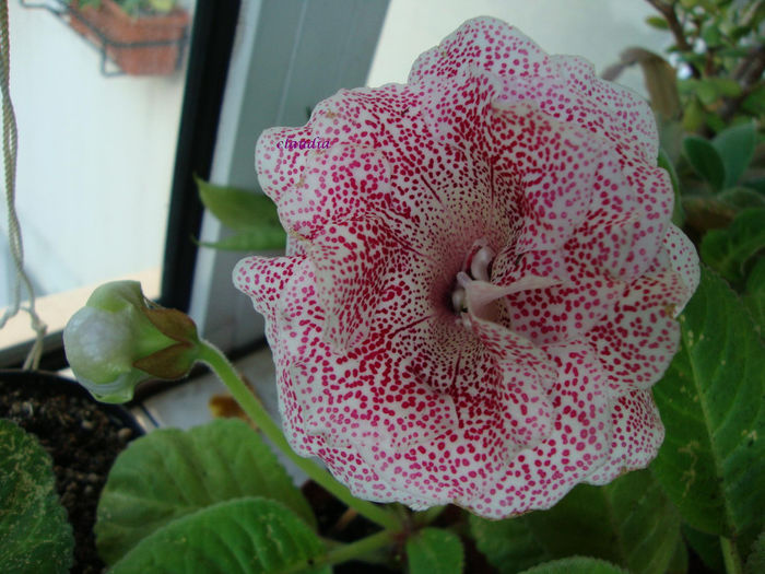 DSC07489 - Gloxinii 2013