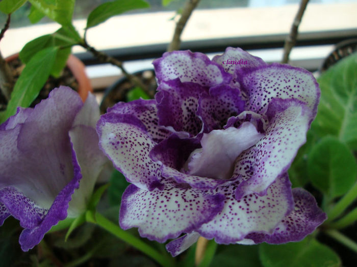 DSC07492 - Gloxinii 2013