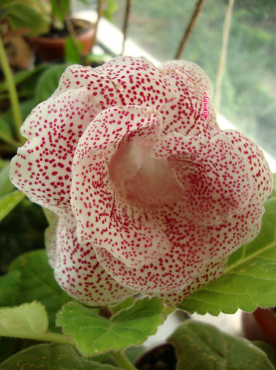 DSC07569 - Gloxinii 2013
