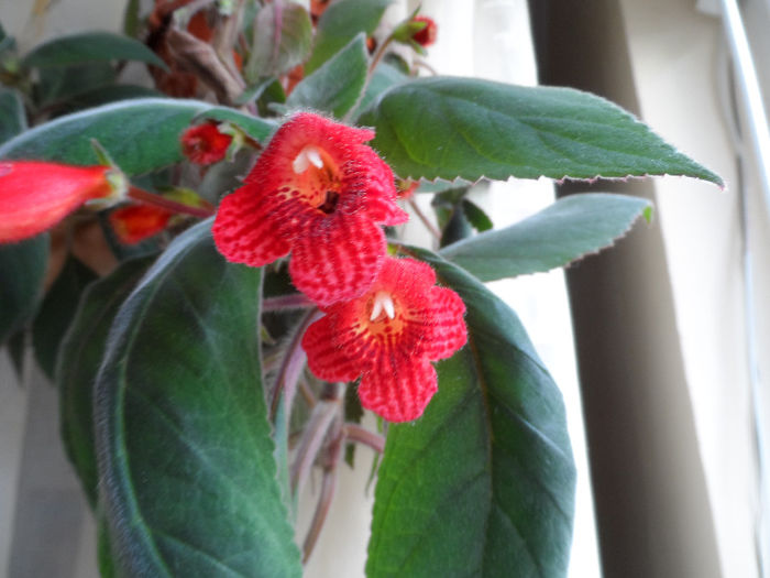 Kohleria Eriantha