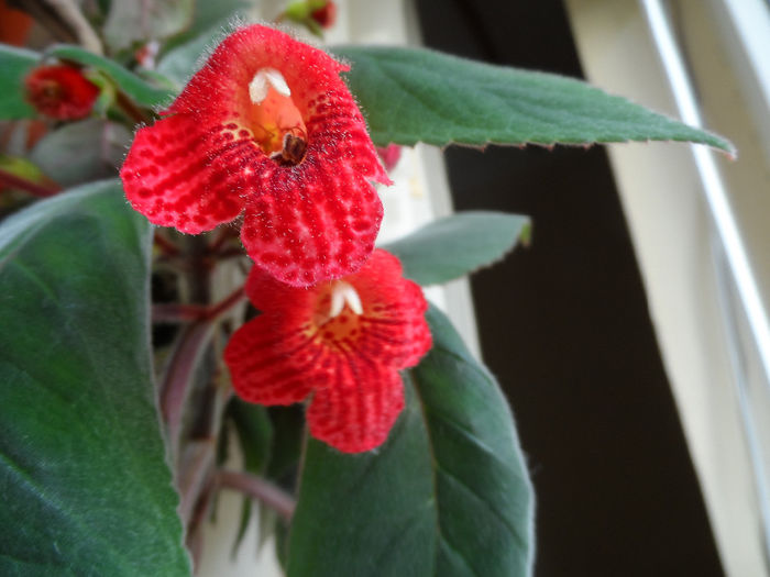 Kohleria Eriantha - Violete africane