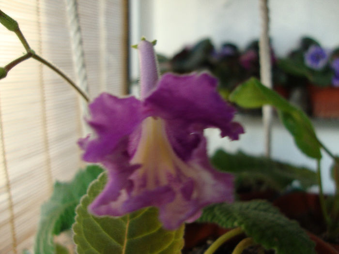 DSC07266 - Streptocarpus 2013