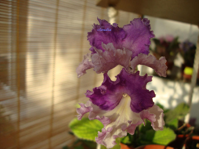 DSC07054 - Streptocarpus 2013