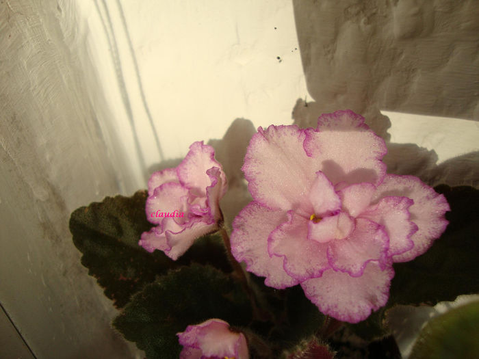 DSC07060 - Violete 2013