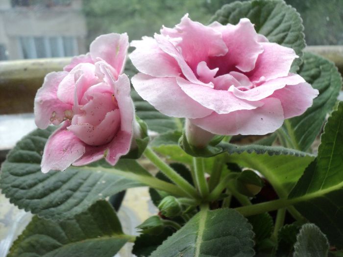 15 august - GLOXINIA - 2013