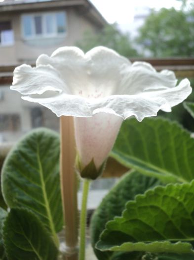 DSC06831 - GLOXINIA - 2013